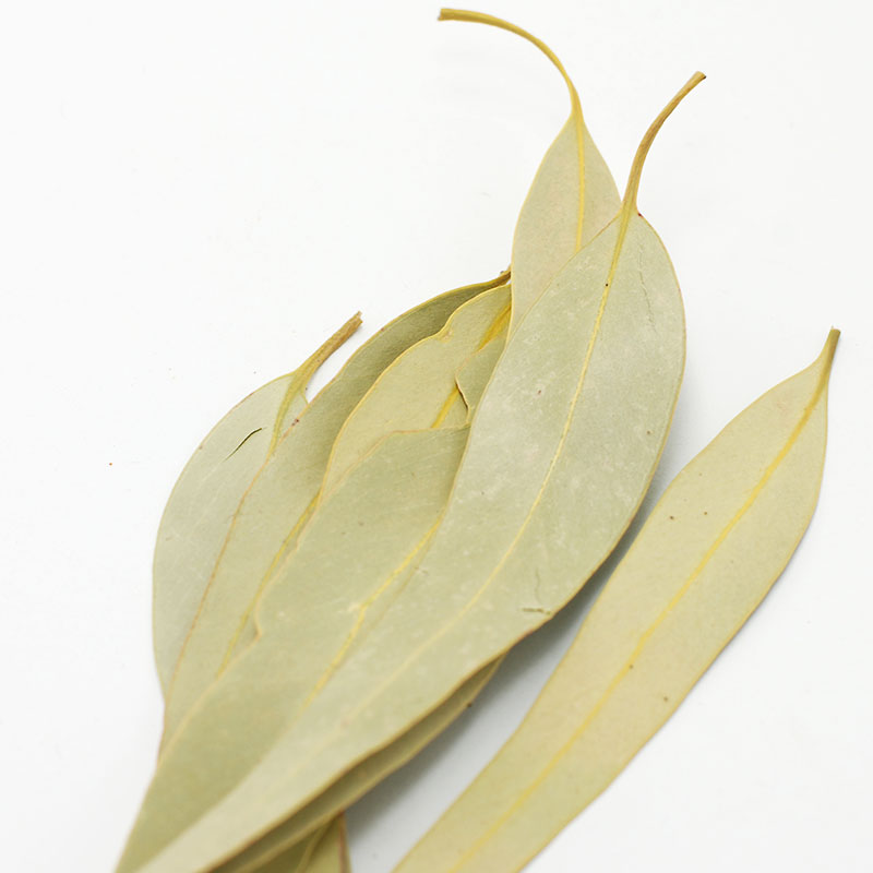EUCALYPTUS leaves Greek