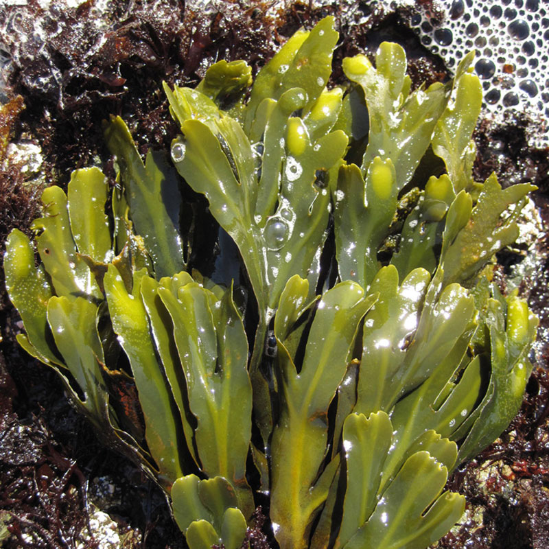 SEAWEED OIL 60ml