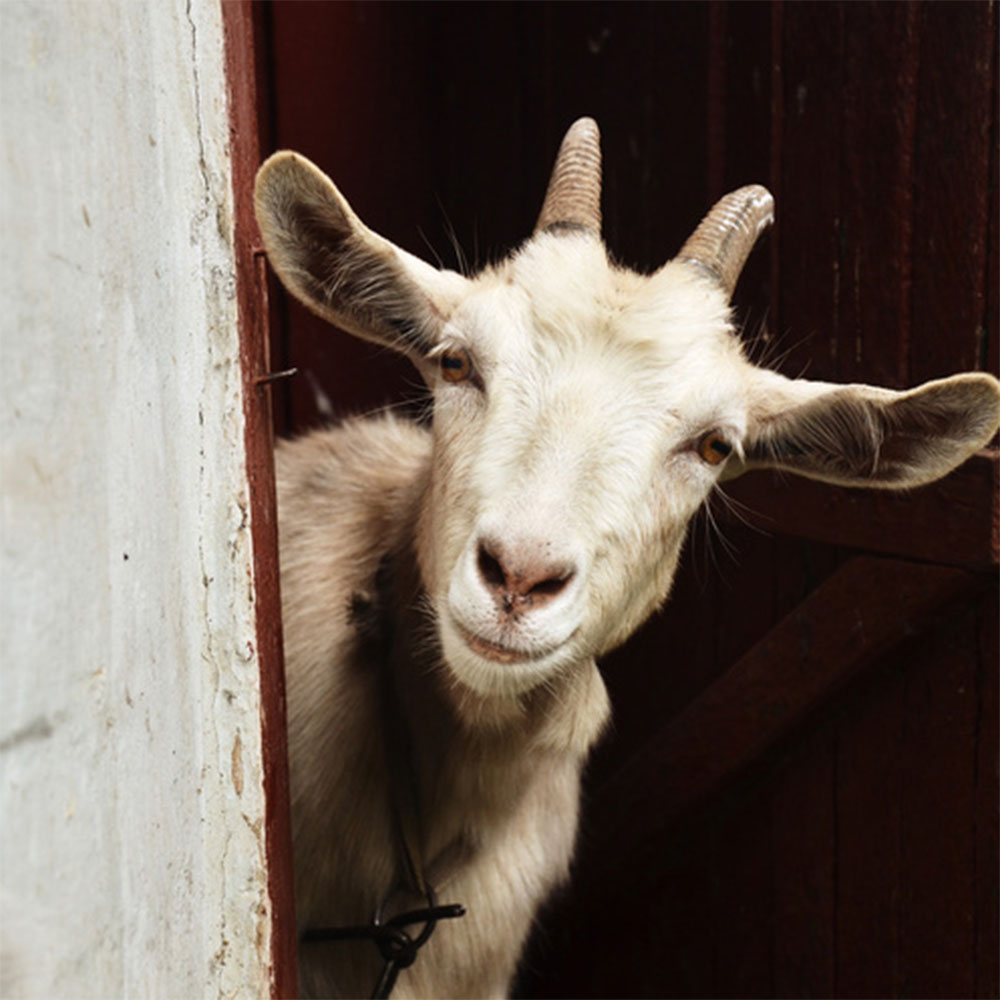 HORNY GOAT - EPIMEDIUM powder 50g 