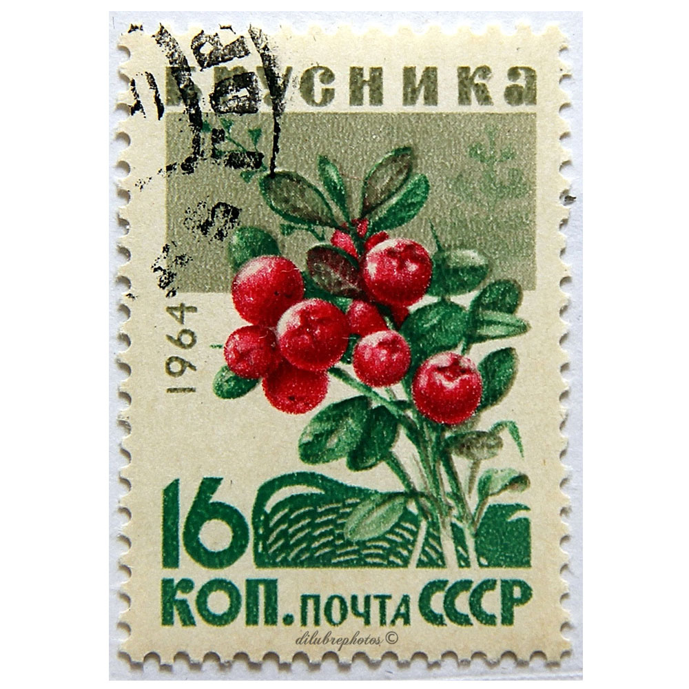 WILD MOUNTAIN CRANBERRY - OSMOTIC BIO - 100% natural from the mountains of Northern Russia! WILD MOUNTAIN CRANBERRY - OSMOTIC BIO - 100% natural from the mountains of Northern Russia!