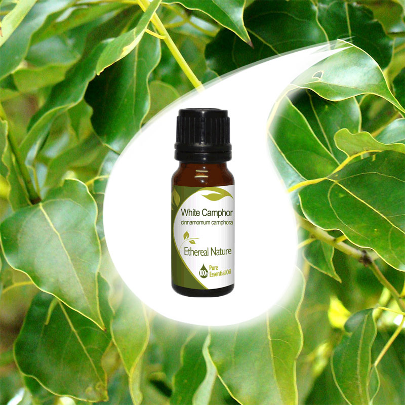 WHITE CAMPHOR essential oil 10ml