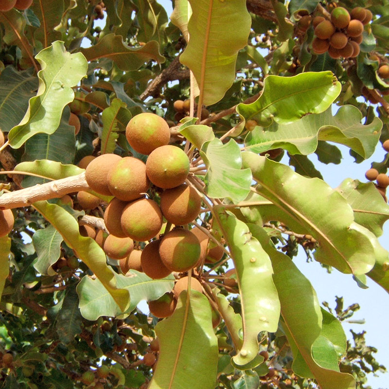 Καριτέ βούτυρο 100γρ.