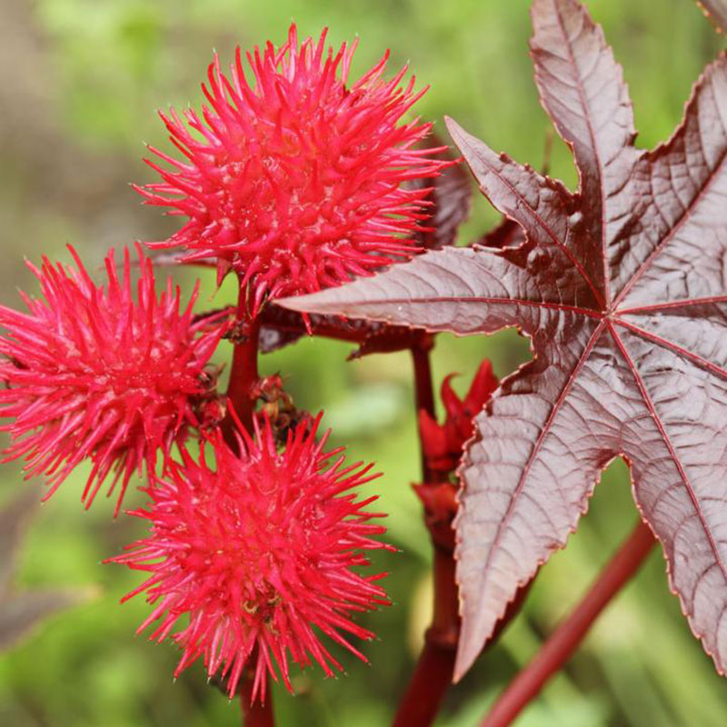 ΚΑΣΤΟΡΕΛΑΙΟ 100ml