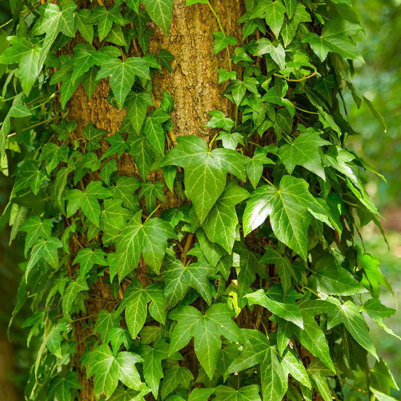 IVY OIL 60ml