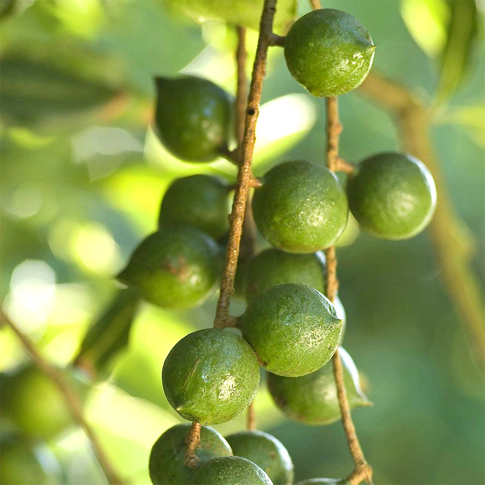 MACADAMIA NUTS RAW - they make you look beautiful, they don't make you fat!