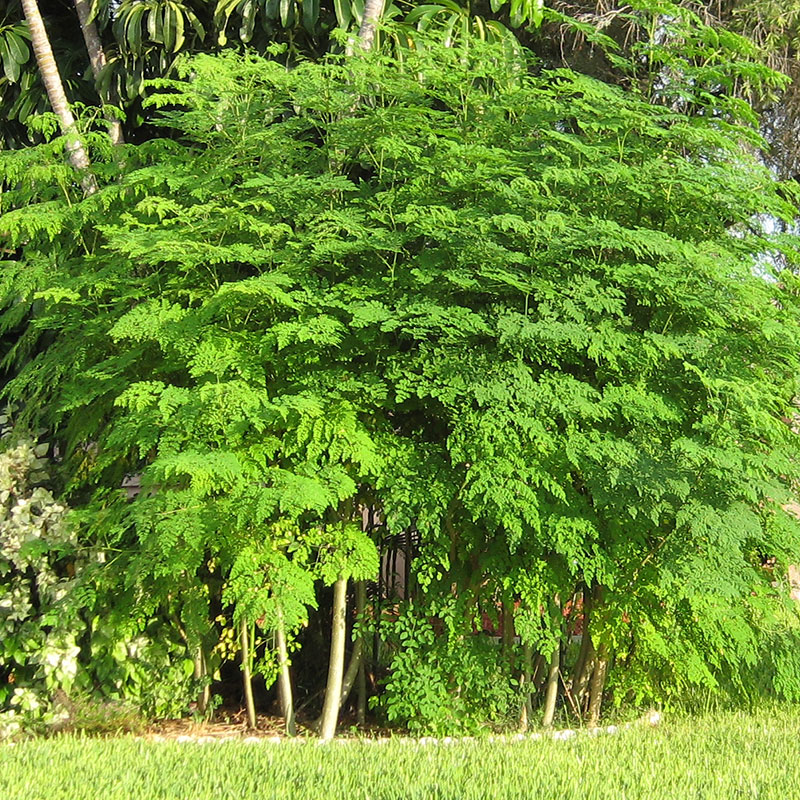 MORINGA - ΜΟΡΙΝΓΚΑ PREMIUM ΣΚΟΝΗ 100γρ. MORINGA - ΜΟΡΙΝΓΚΑ PREMIUM ΣΚΟΝΗ 100γρ.