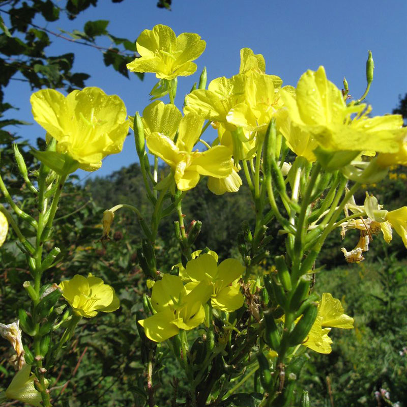 ΕΛΑΙΟ ΝΥΧΤΟΛΟΥΛΟΥΔΟΥ (EVENING PRIMEROSE OIL) 50ml