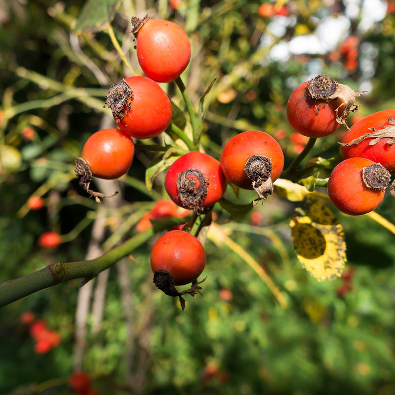 ROSE HIP OIL 50 ml