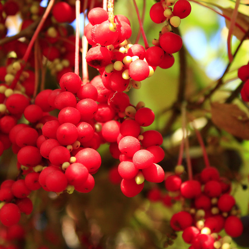SCHISANDRA BERRIES - SCHISANDRA POWDER BIO 80gr.