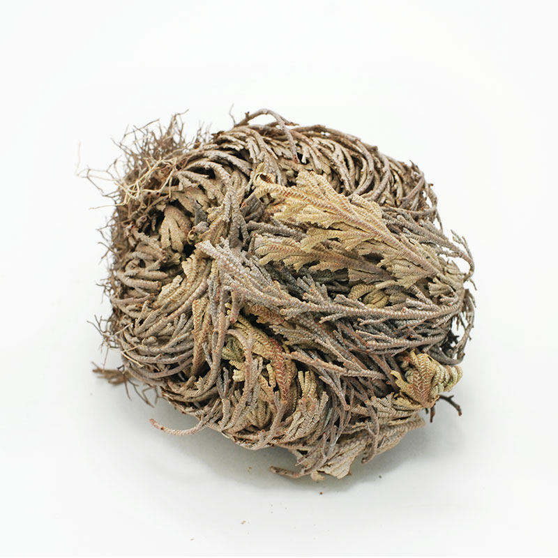 Doradilla (Rose of Jericho)