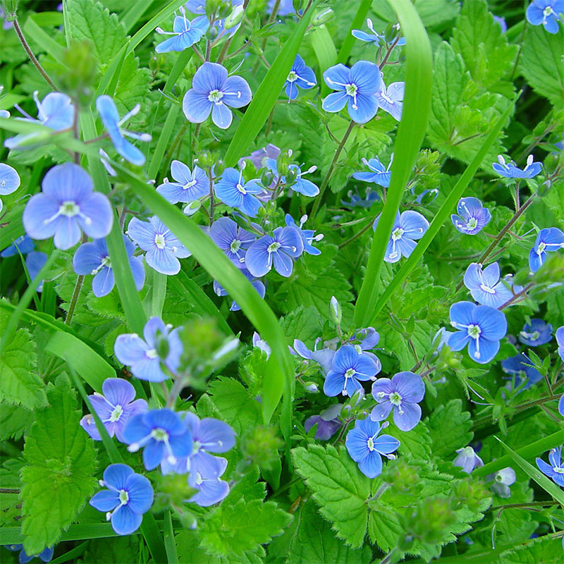 SPEEDWELL
